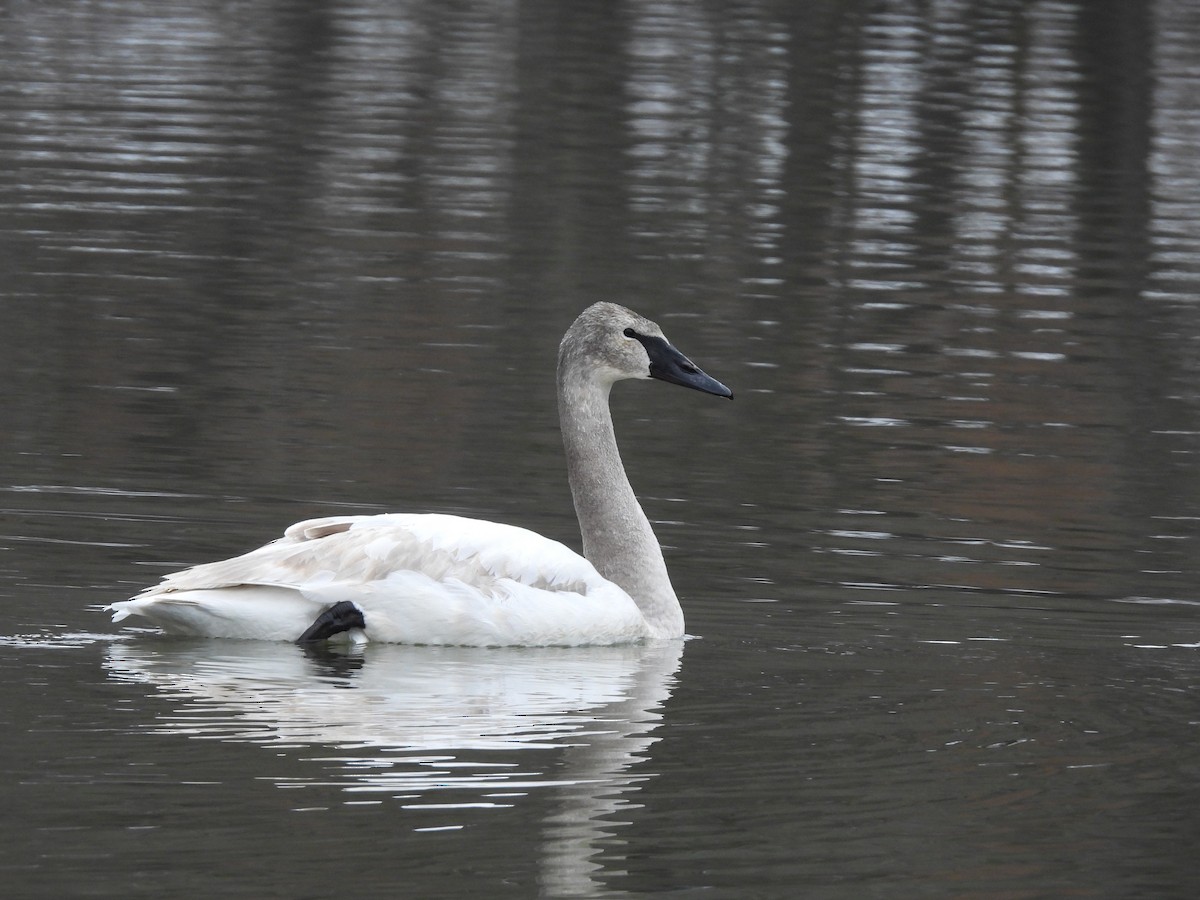 Trumpeter Swan - ML613919557