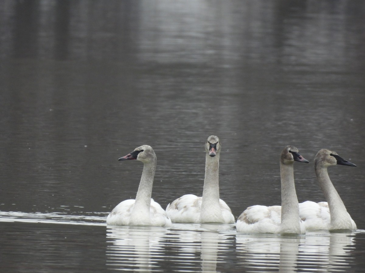 Trumpeter Swan - ML613919558