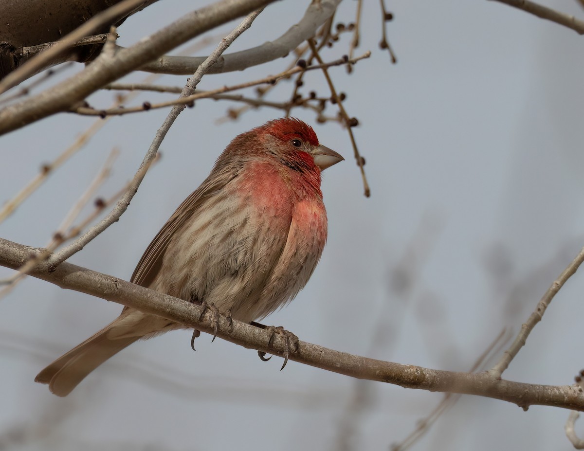 House Finch - ML613919578