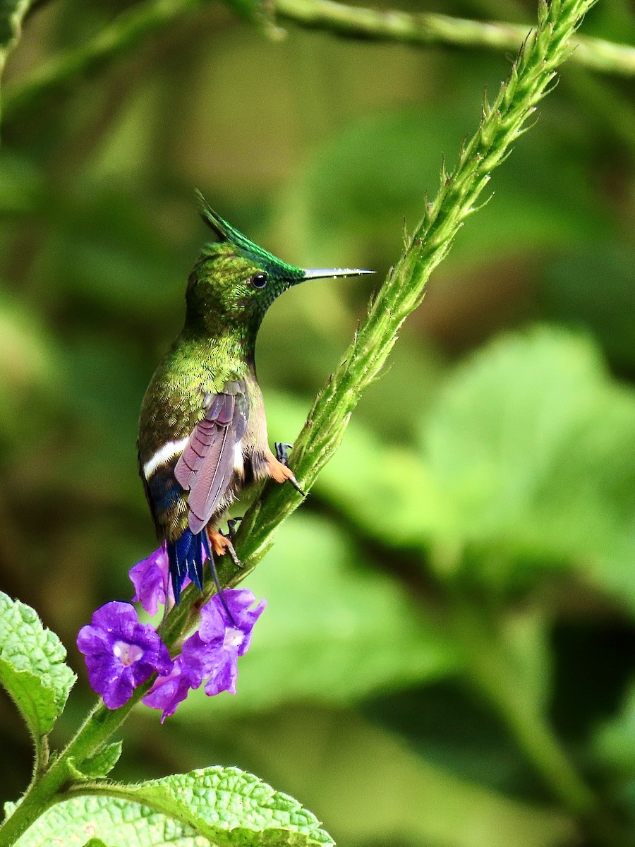 Wire-crested Thorntail - ML613919584