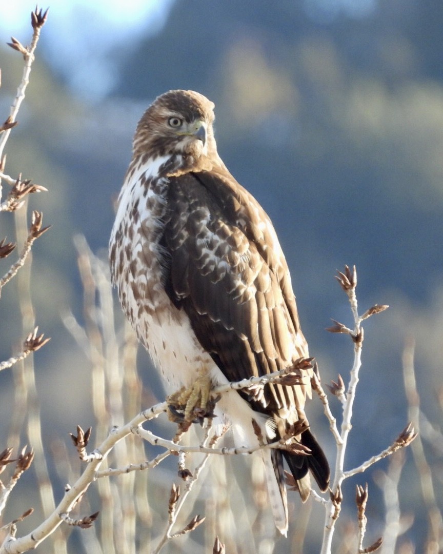 Red-tailed Hawk - ML613919628