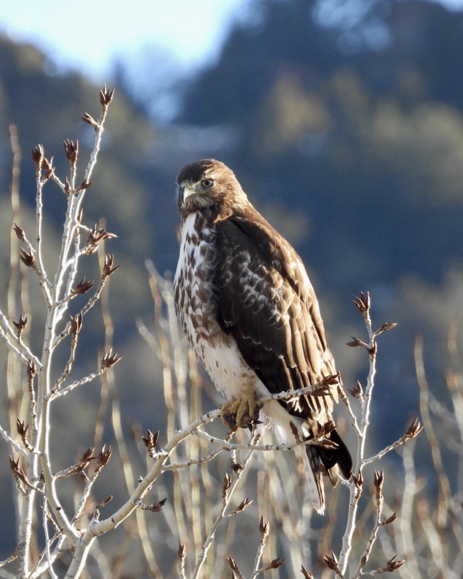Red-tailed Hawk - ML613919629