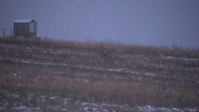 Short-eared Owl - ML613919661