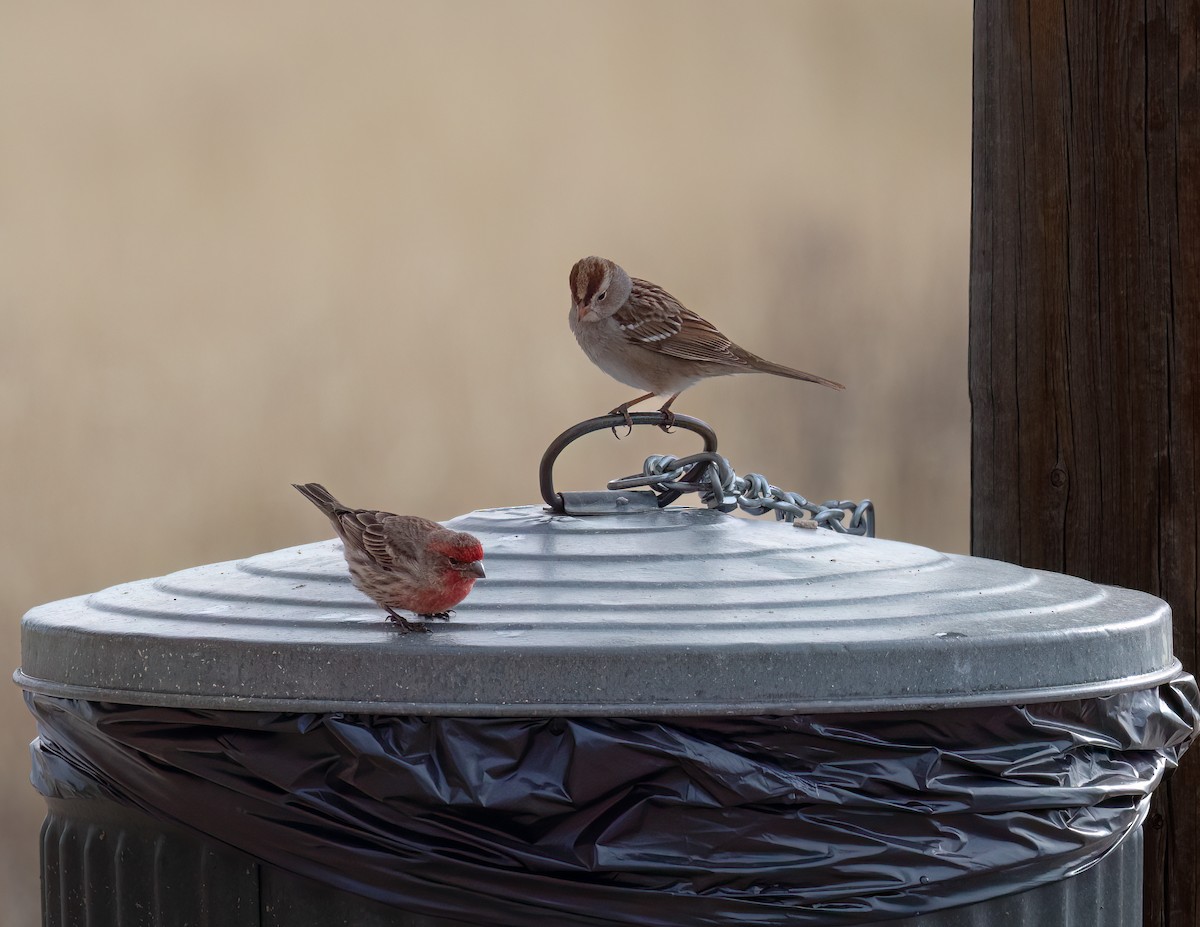 White-crowned Sparrow - ML613919670