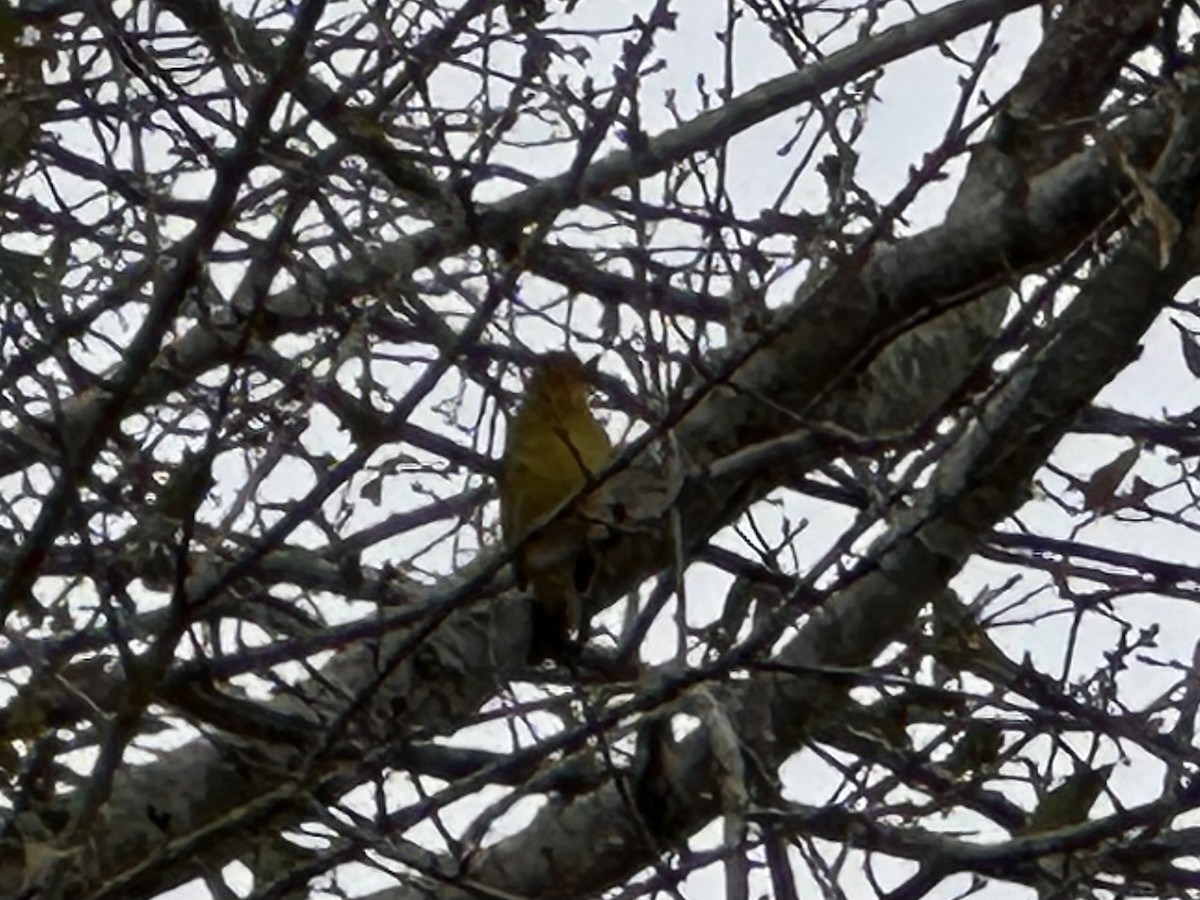 Western Tanager - ML613919706