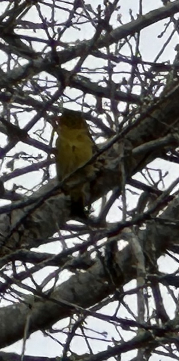 Western Tanager - ML613919707