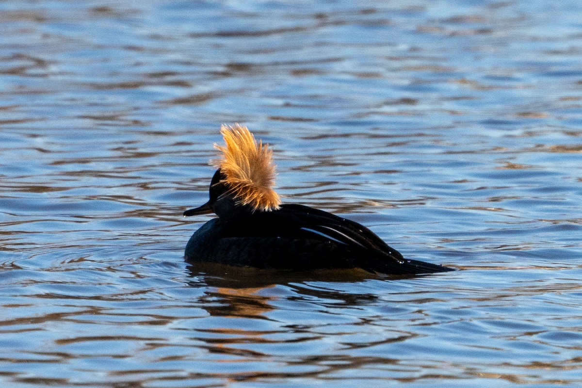 Hooded Merganser - ML613919710