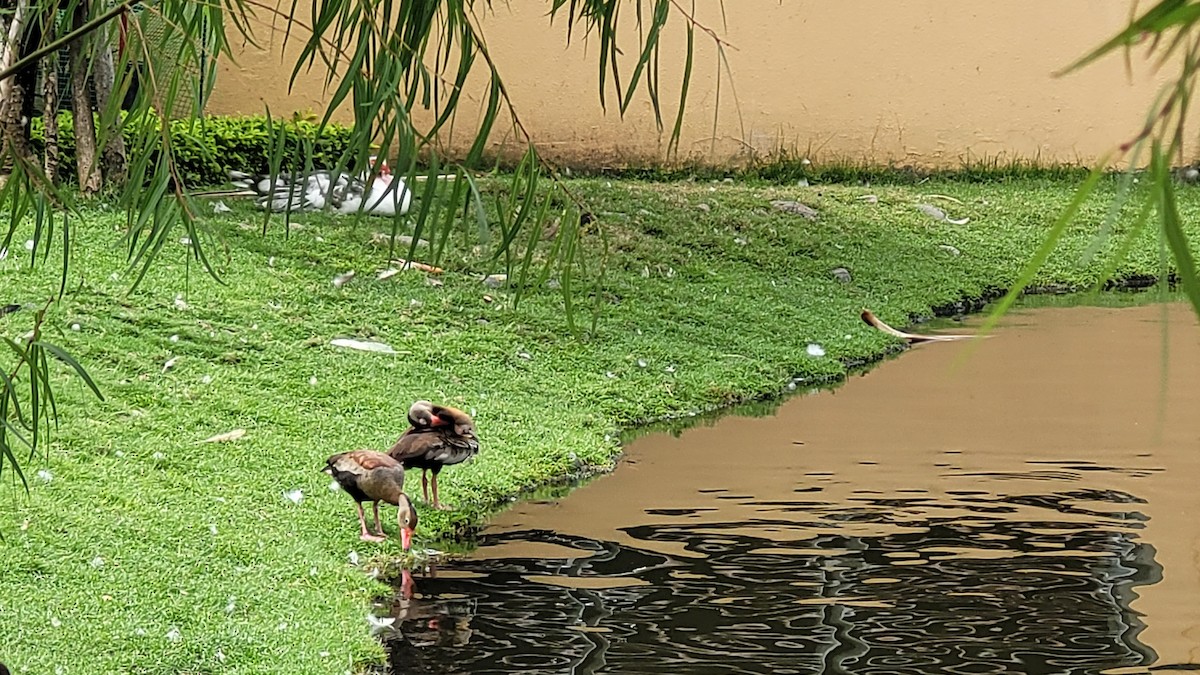 Black-bellied Whistling-Duck - ML613919721