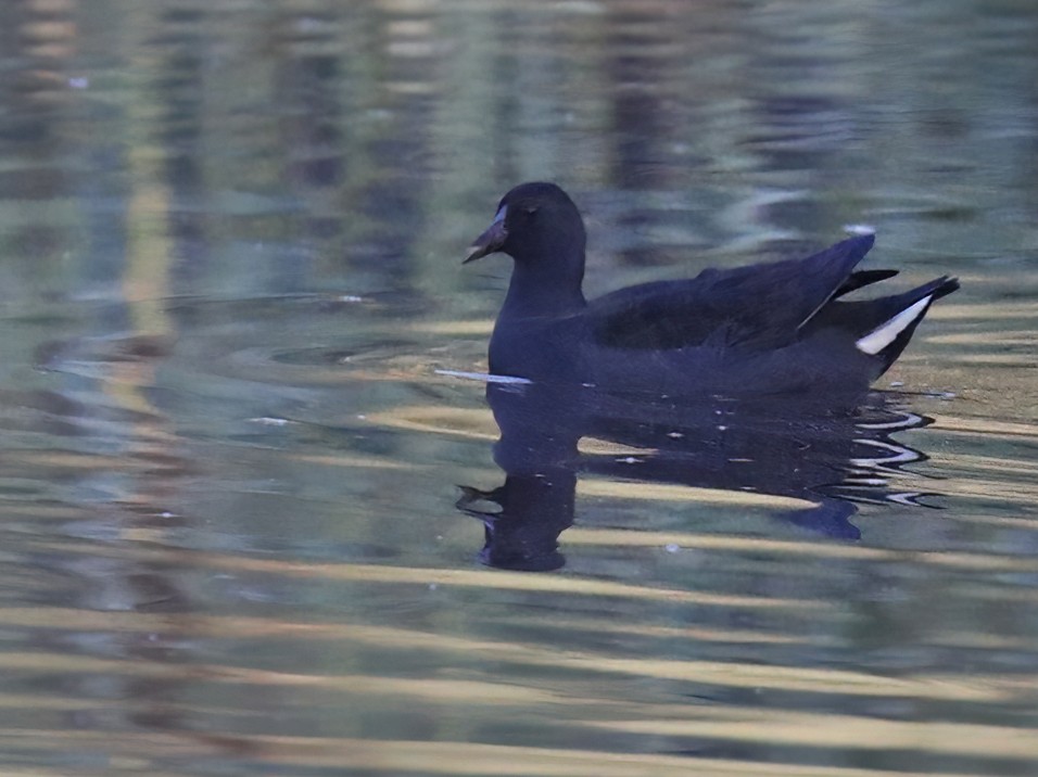 Dusky Moorhen - ML613919767