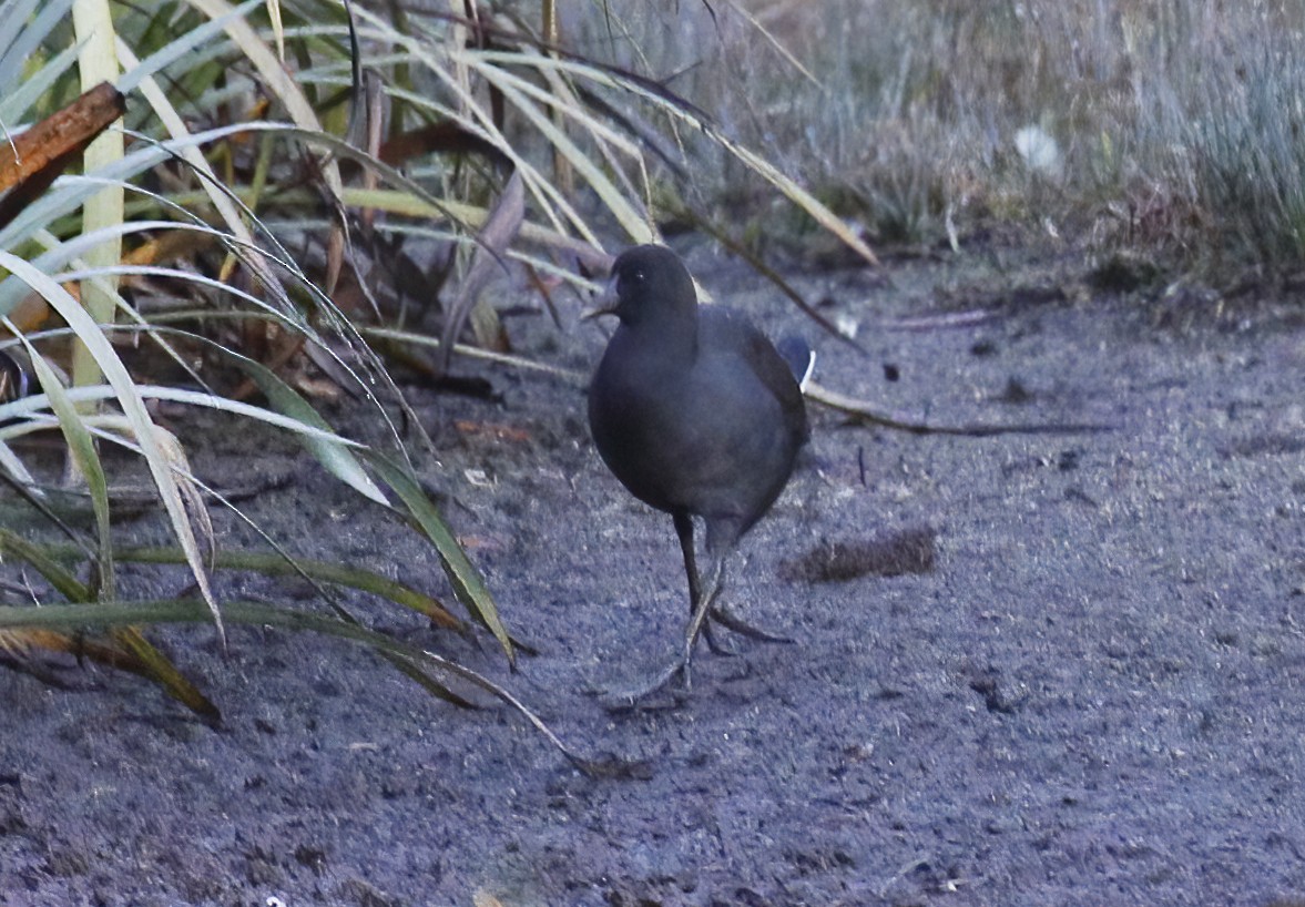 Dusky Moorhen - ML613919769