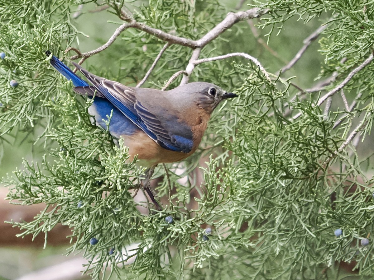 Eastern Bluebird - ML613919908