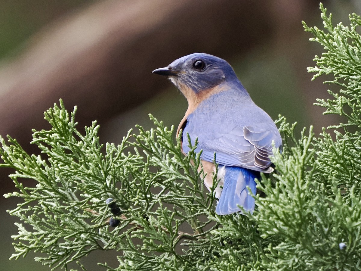 Eastern Bluebird - ML613919910