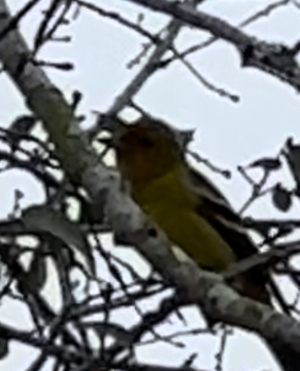 Western Tanager - ML613919927