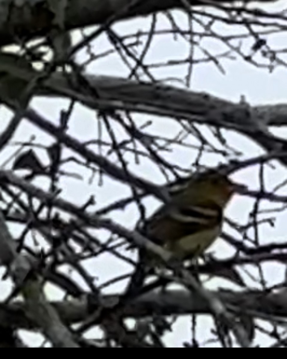 Western Tanager - ML613919928