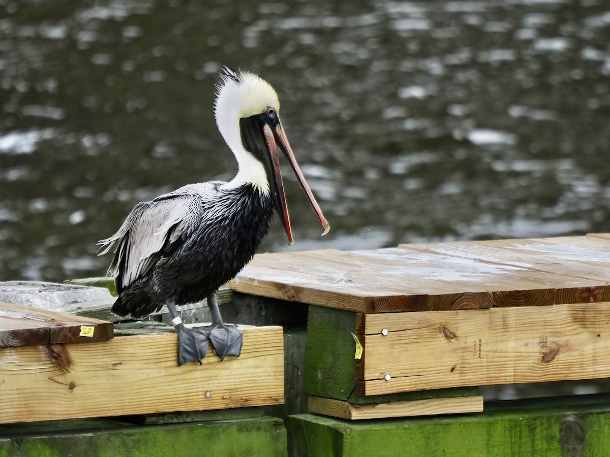 Brown Pelican - ML613919952