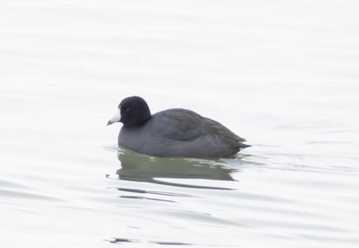 American Coot - ML613920102