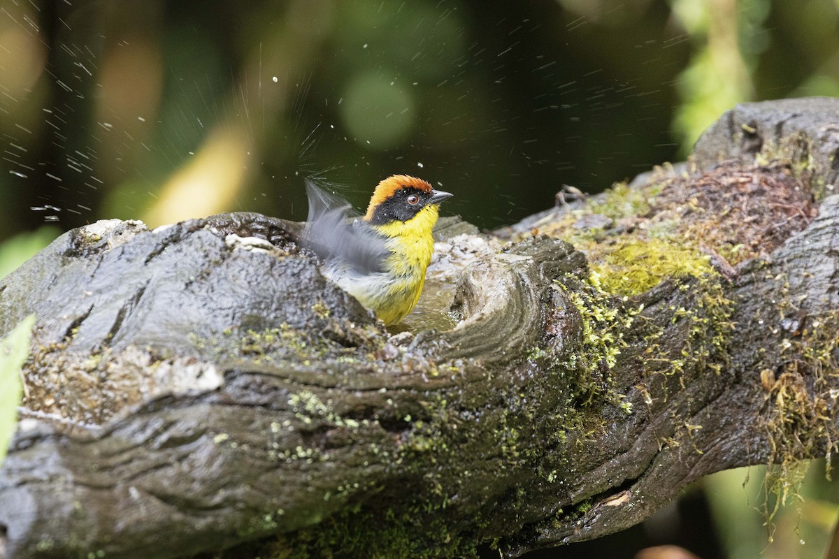Yellow-breasted Brushfinch - ML613920182