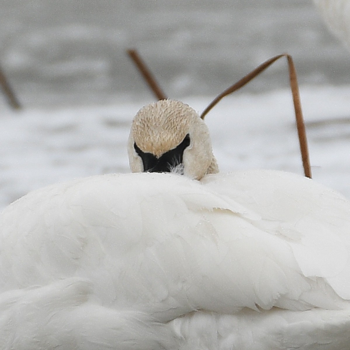 Trompeterschwan - ML613920188