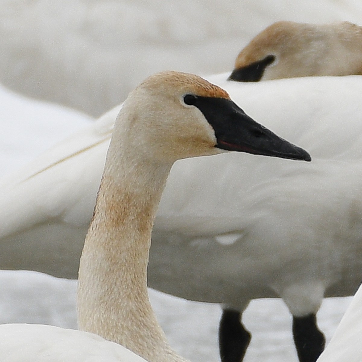 Trumpeter Swan - ML613920189