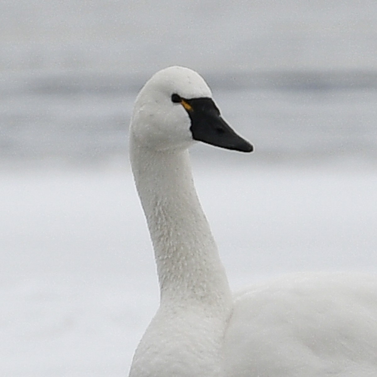 Tundra Swan - ML613920198