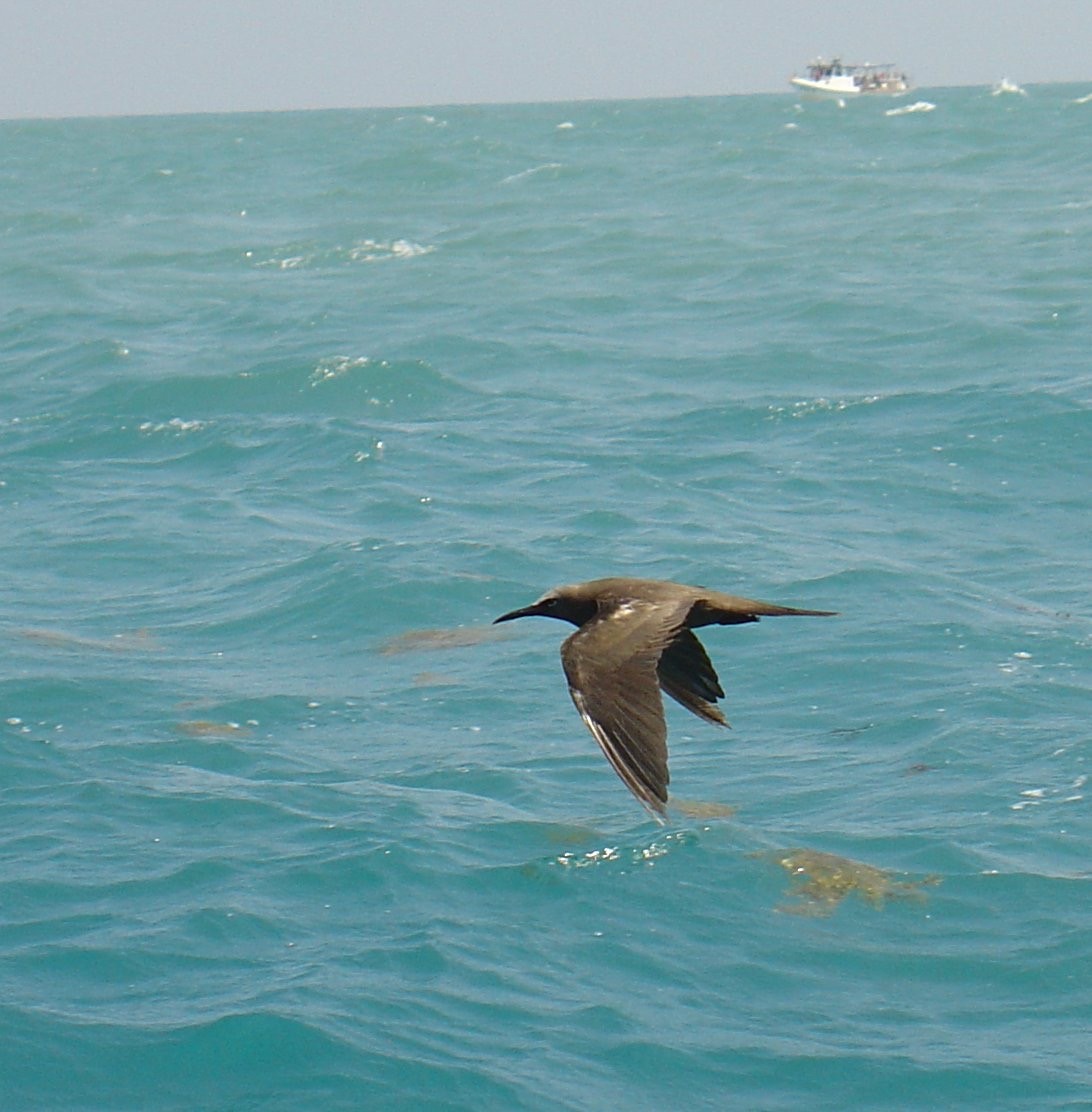 Brown Noddy - ML613920204