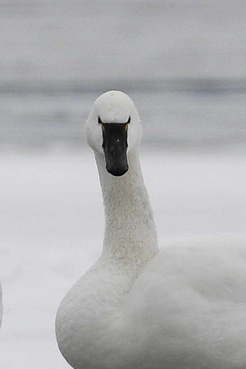 Tundra Swan - ML613920205