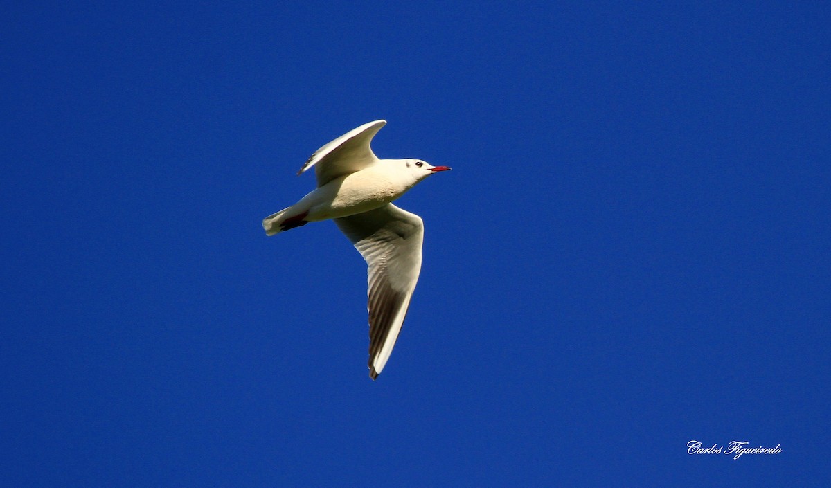 Black-headed Gull - ML613920216