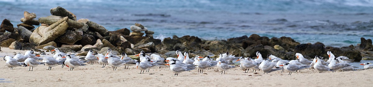 Royal Tern - ML613920226