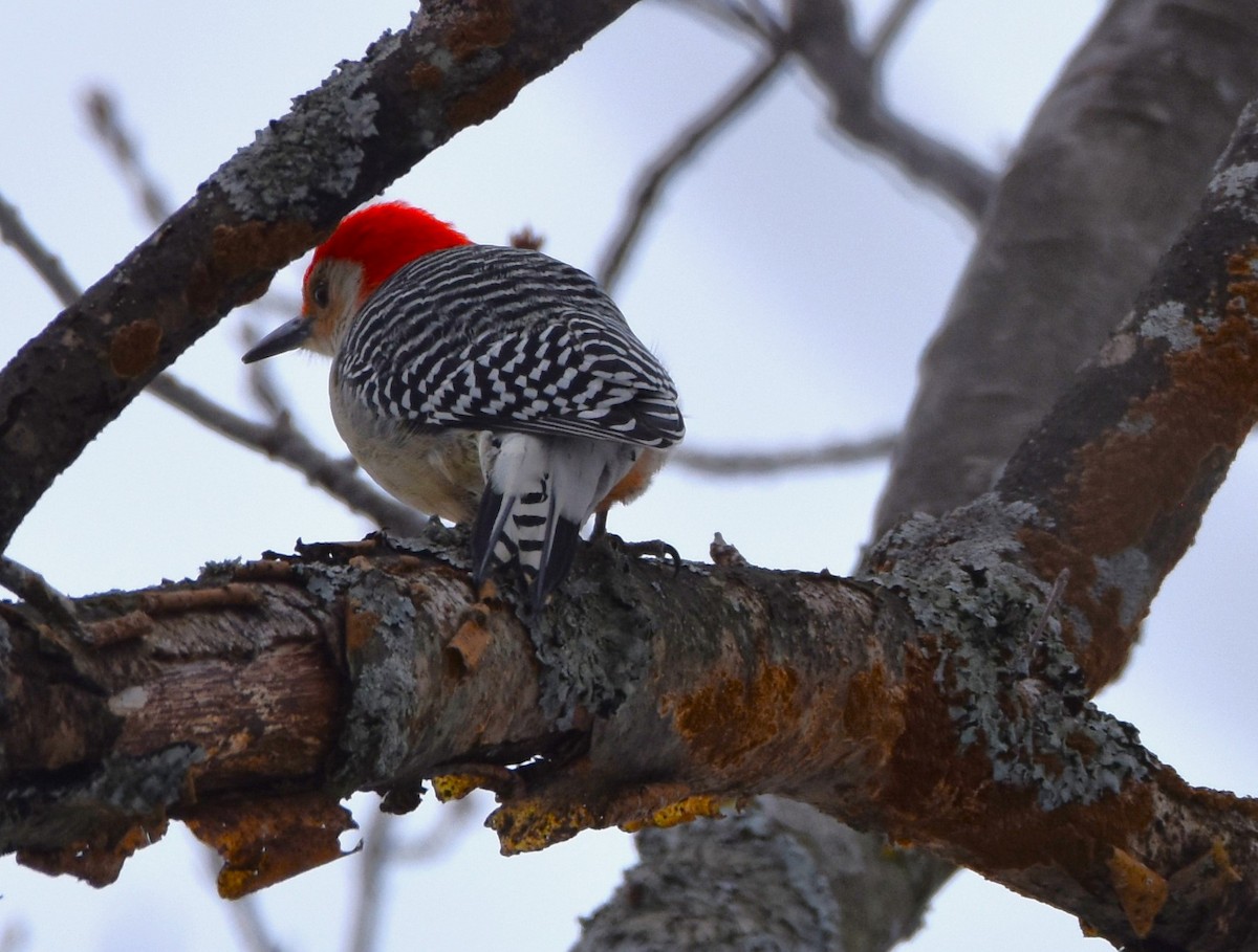 Red-bellied Woodpecker - Ted Stewart