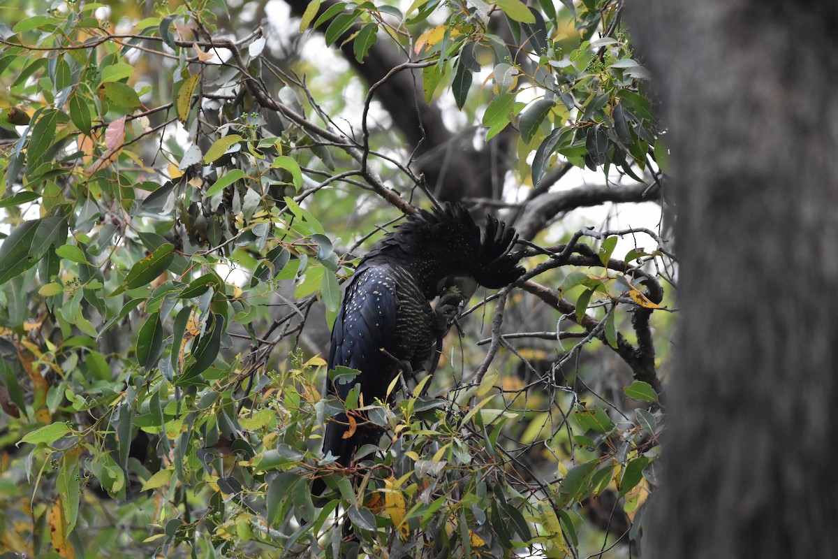 Red-tailed Black-Cockatoo - Lina Peña