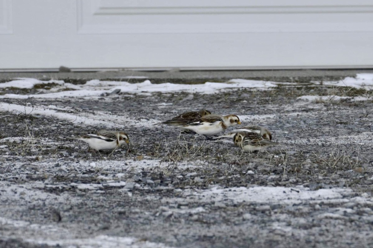 Lapland Longspur - ML613920273