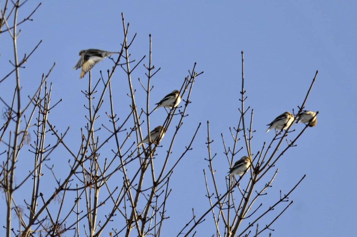 Snow Bunting - ML613920278