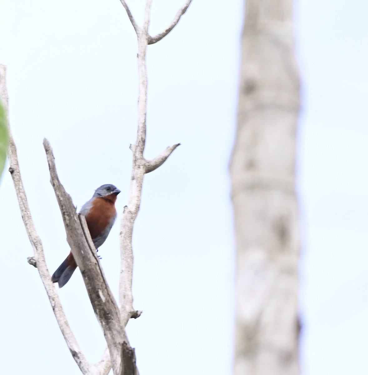 Ruddy-breasted Seedeater - Charlotte Pavelka & Doug Reitz