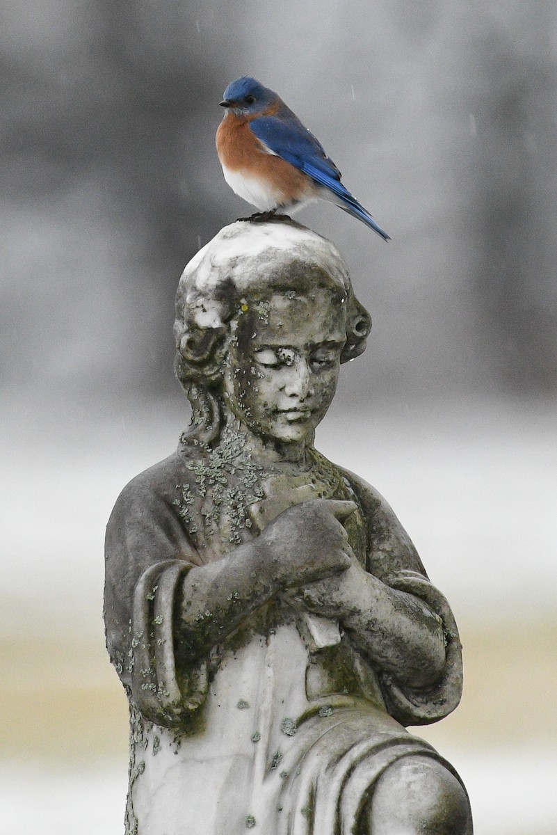 Eastern Bluebird - Don Keffer