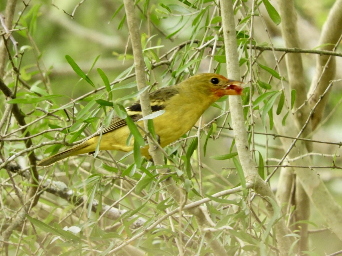 Western Tanager - Diana Doyle