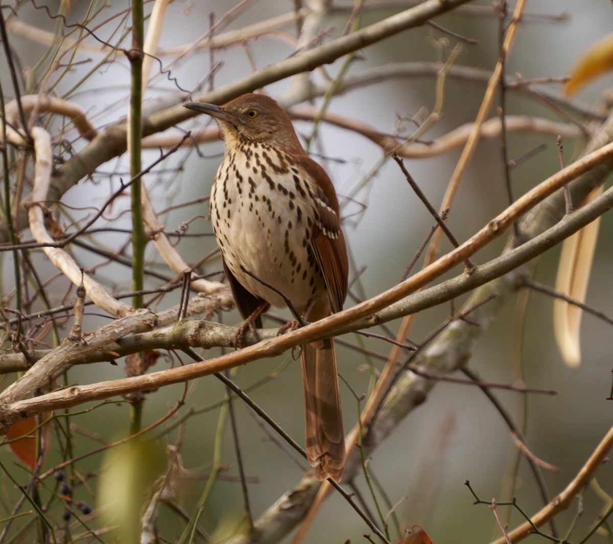 Brown Thrasher - ML613920434
