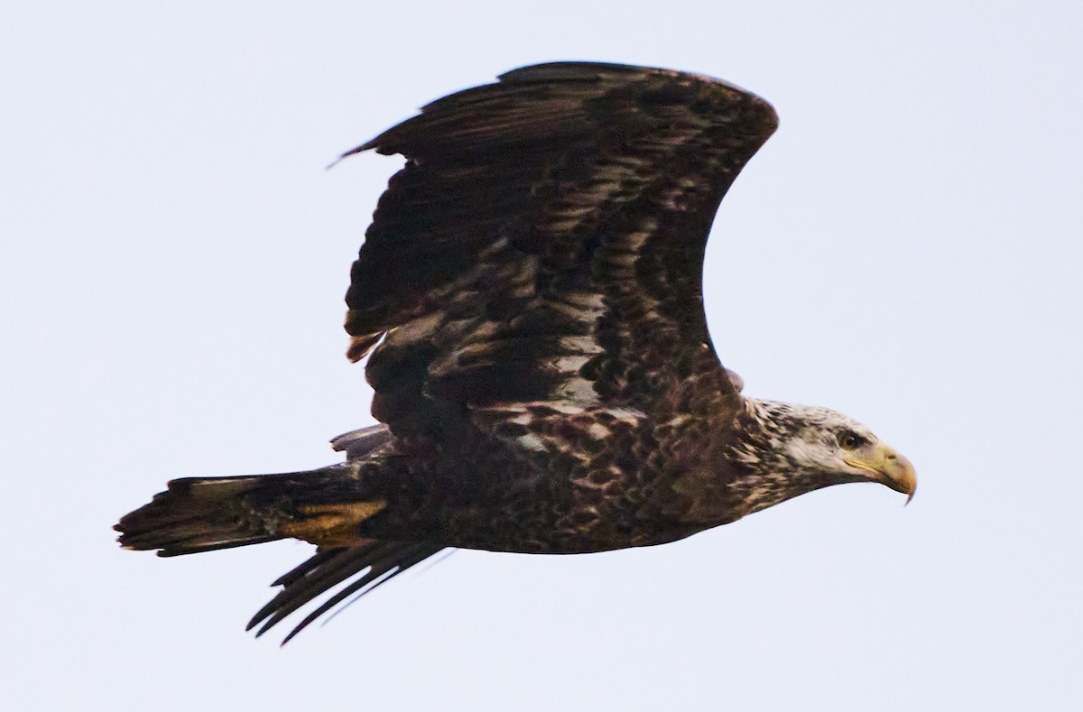 Bald Eagle - ML613920451