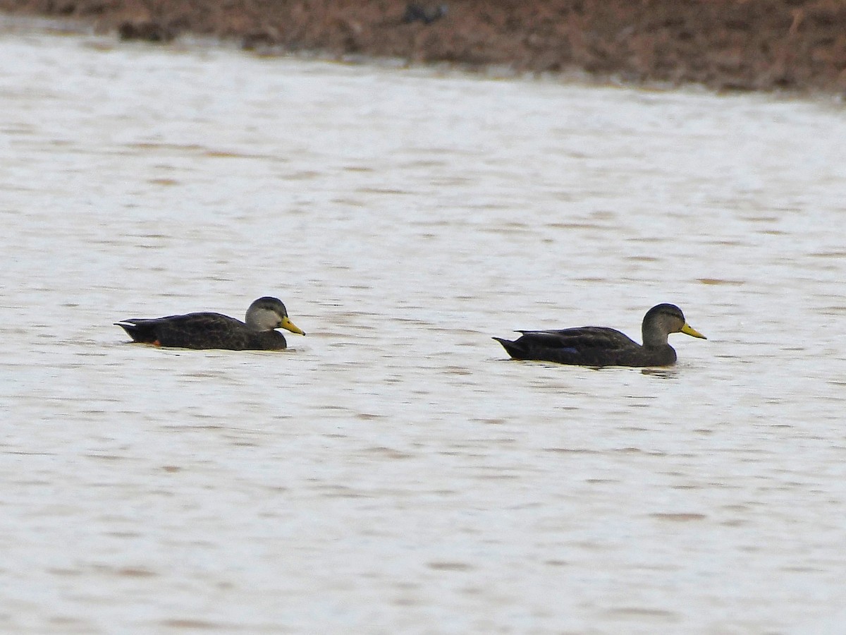 American Black Duck - ML613920469