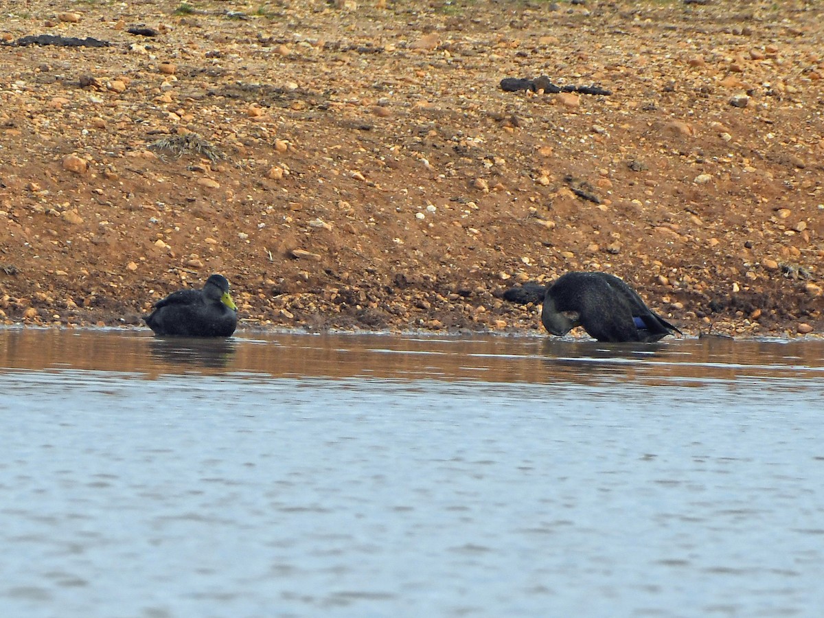 American Black Duck - ML613920475