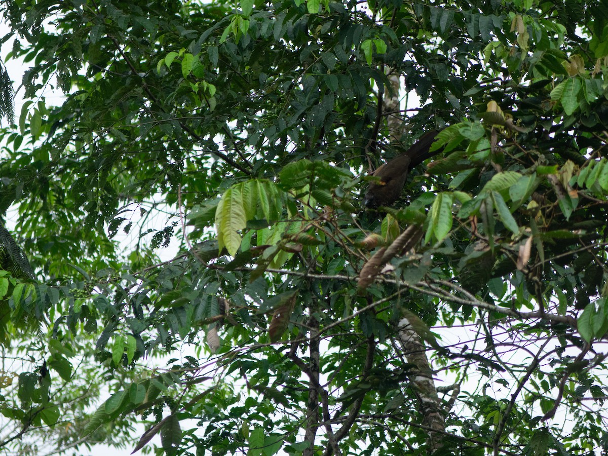 Chachalaca Moteada - ML613920516