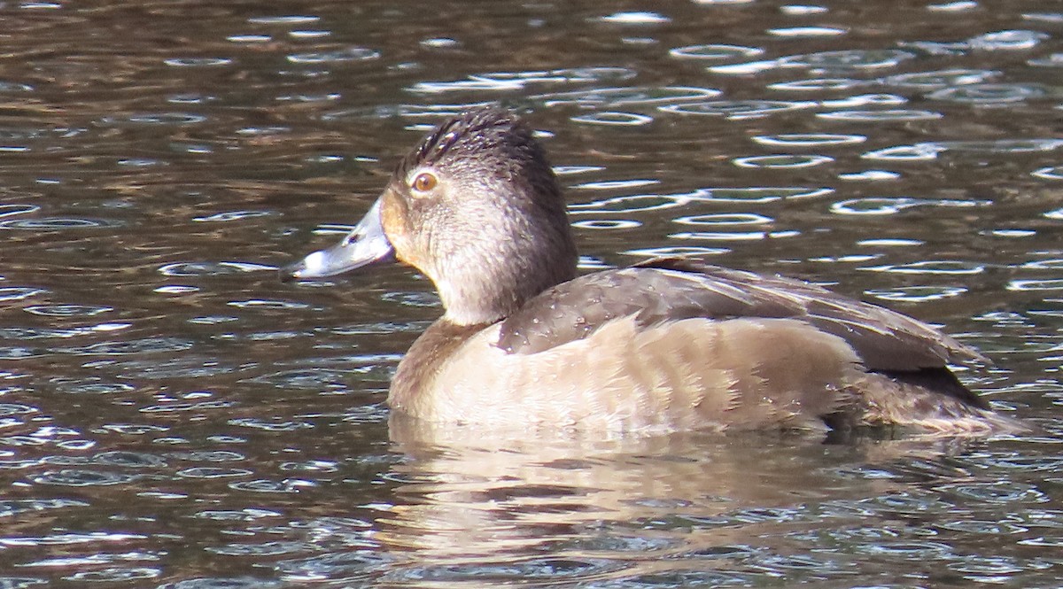Ring-necked Duck - ML613920529