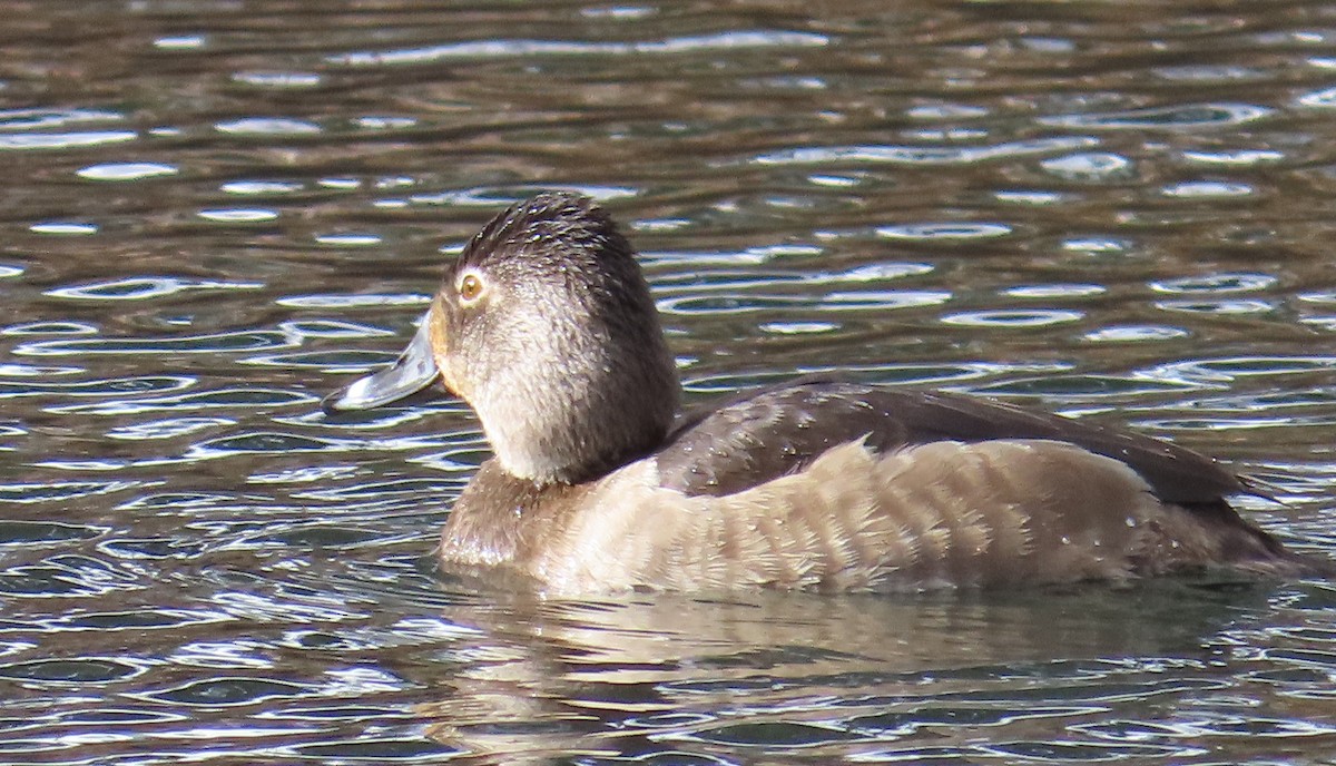 Ring-necked Duck - ML613920532
