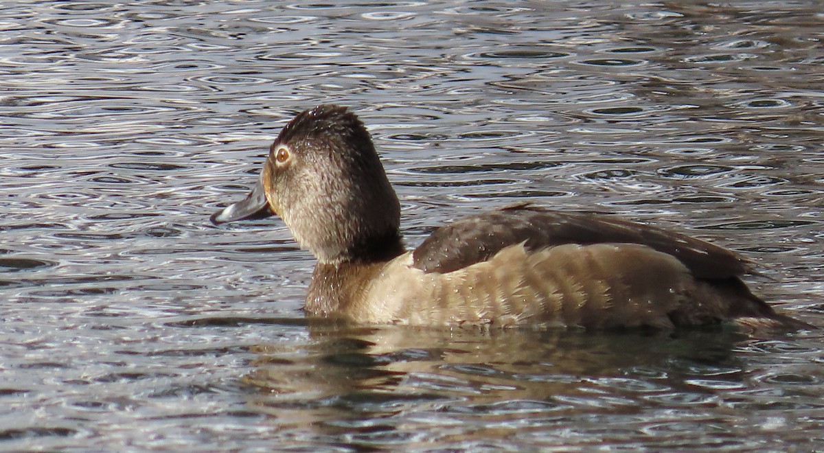Ring-necked Duck - ML613920538