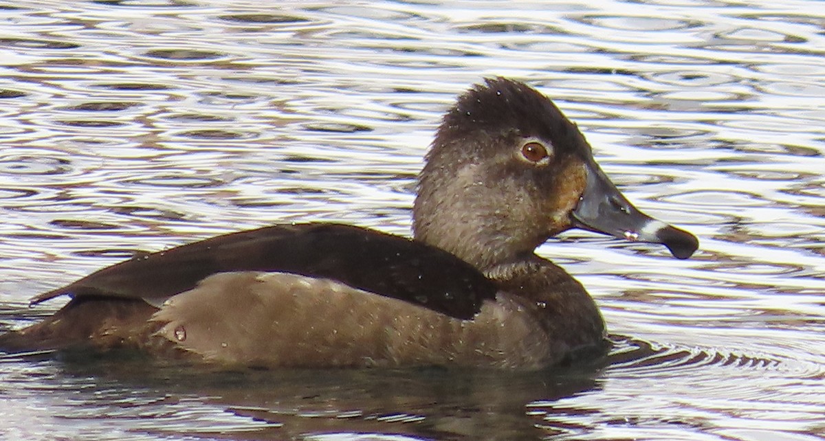 Ring-necked Duck - ML613920543