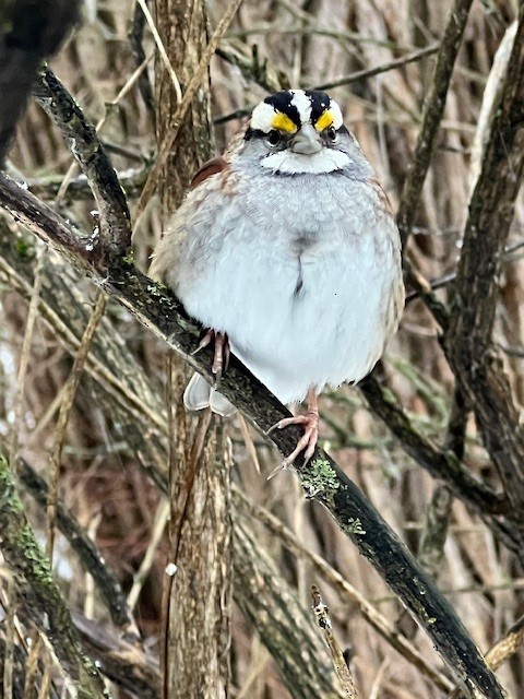 White-throated Sparrow - ML613920546