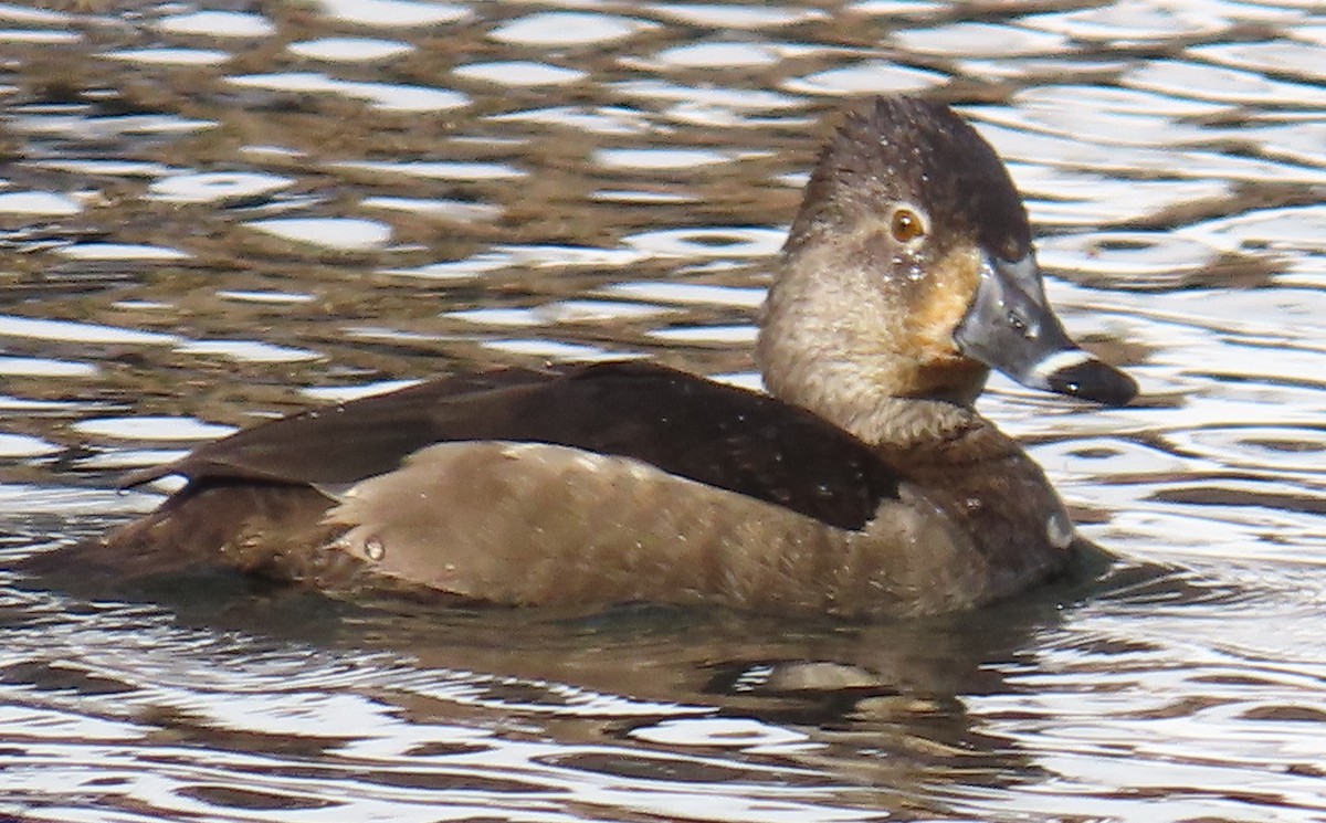 Ring-necked Duck - ML613920551