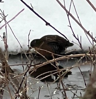 Virginia Rail - ML613920553