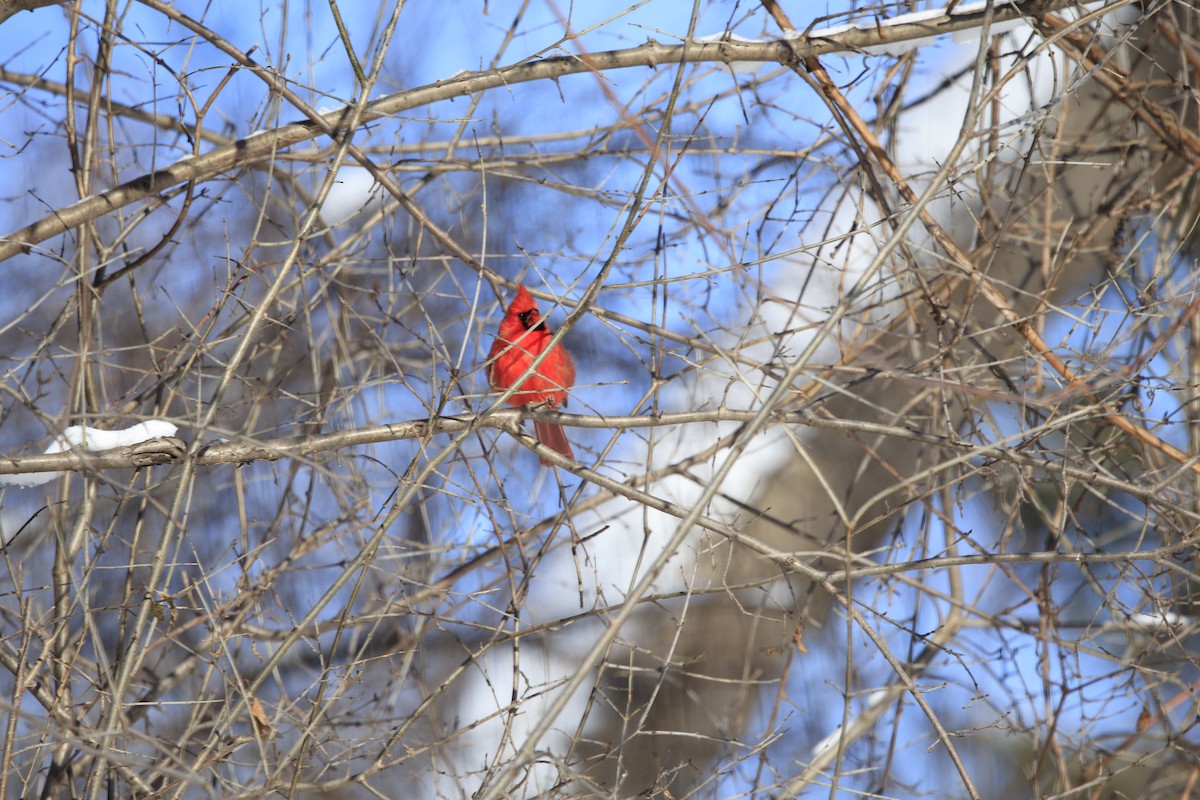 Northern Cardinal - ML613920563