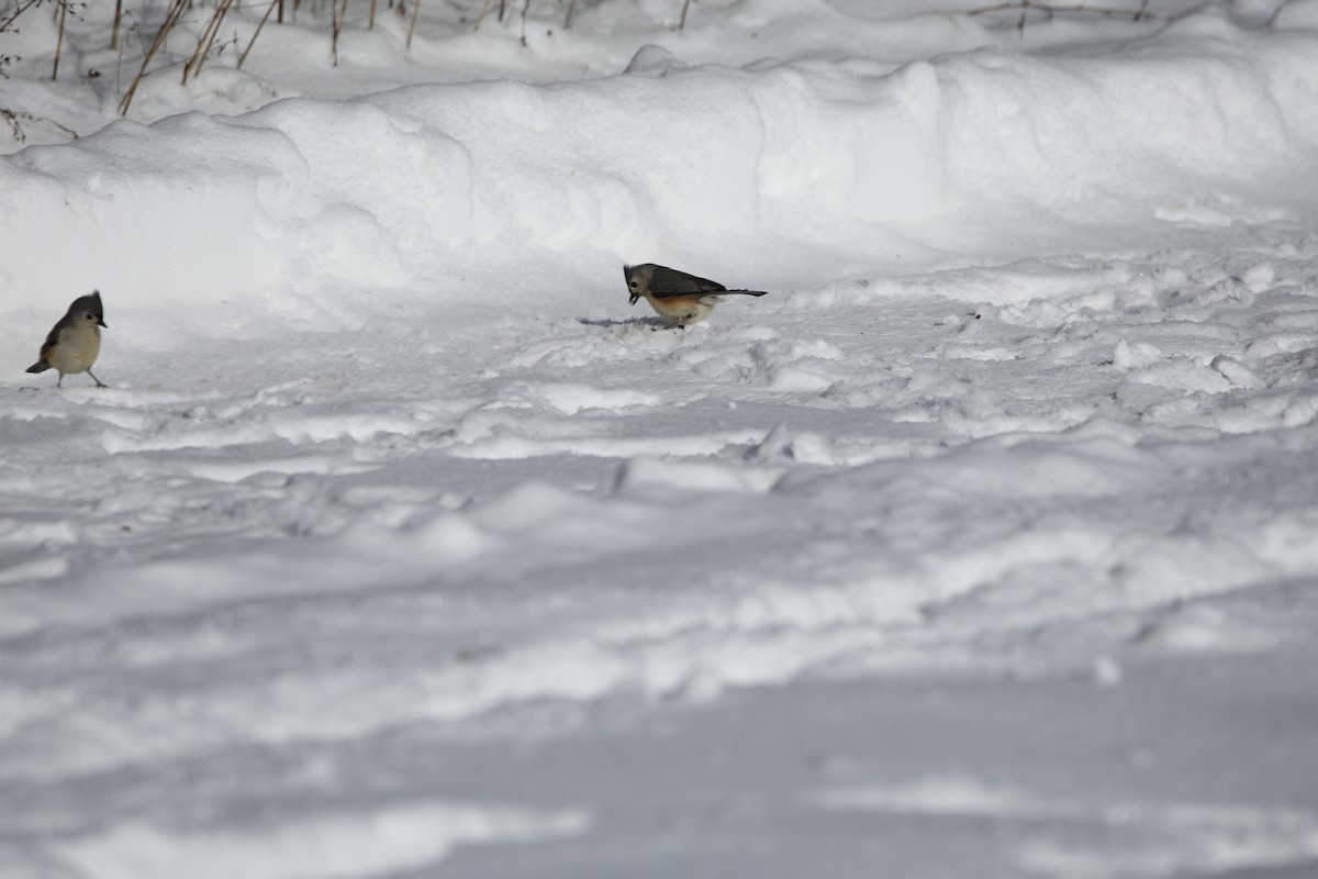 Tufted Titmouse - ML613920588