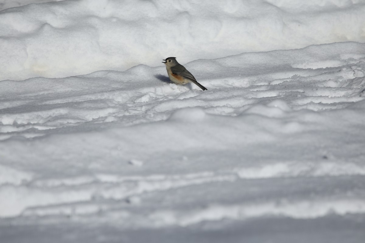 Tufted Titmouse - ML613920589